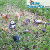 Playset 12 animals (4-12 cm)