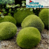 Moss Plant - Smurfs Decoration Product - Smurf Not Included - 5x6cm