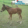Schleich Horses: Tennessee walker foal (Schleich/ 13804)