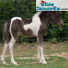 Schleich paarden: Pinto veulen veulen (Schleich/ 13803)