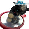 Vanessa - Statuetta Catissimo - Parastone - 6 cm